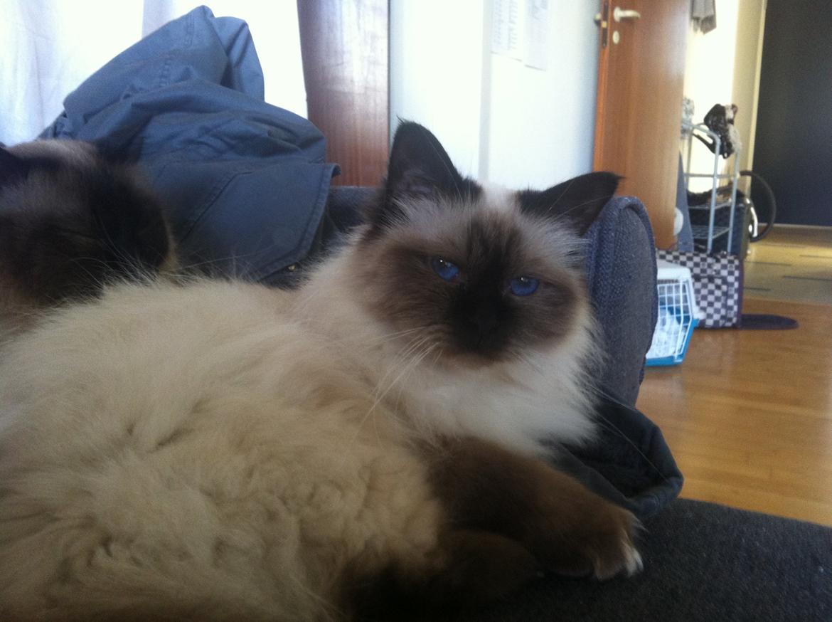 Hellig Birma Baby billede 6