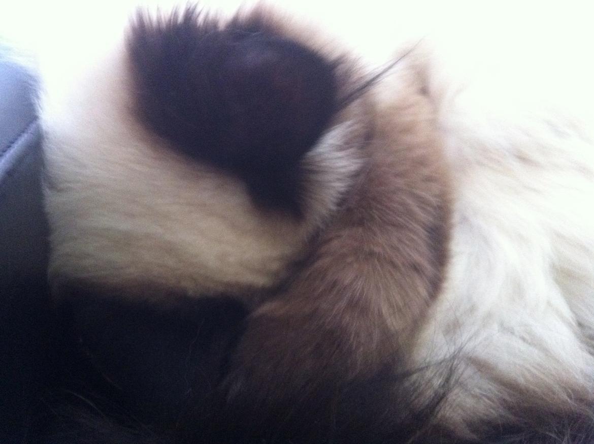 Hellig Birma Baby billede 7