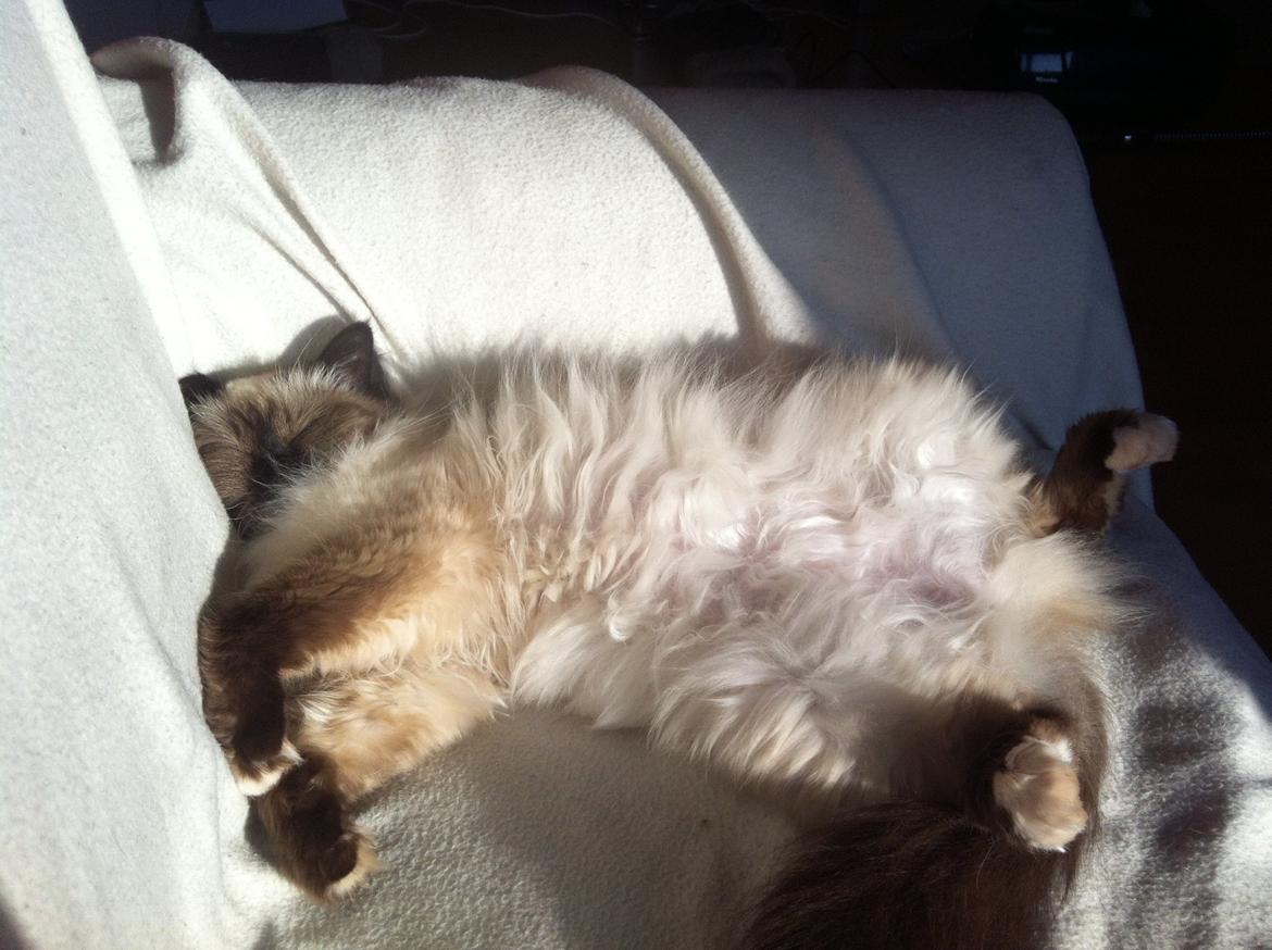 Hellig Birma Baby billede 8