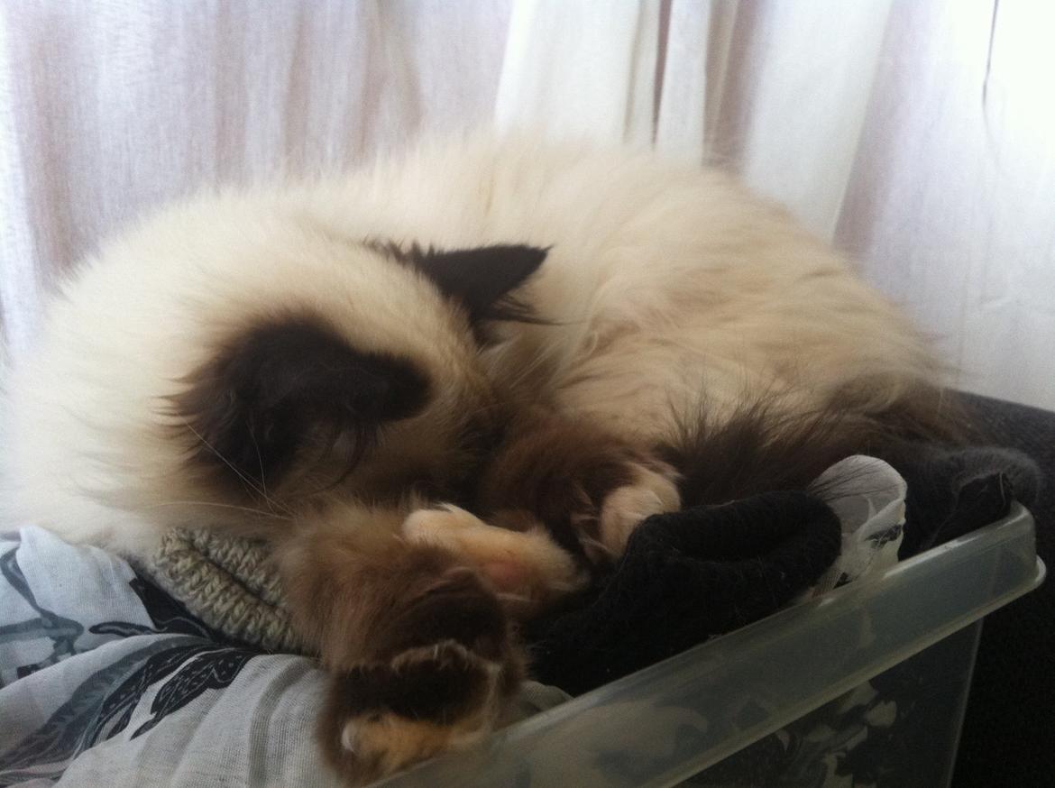 Hellig Birma Baby billede 9