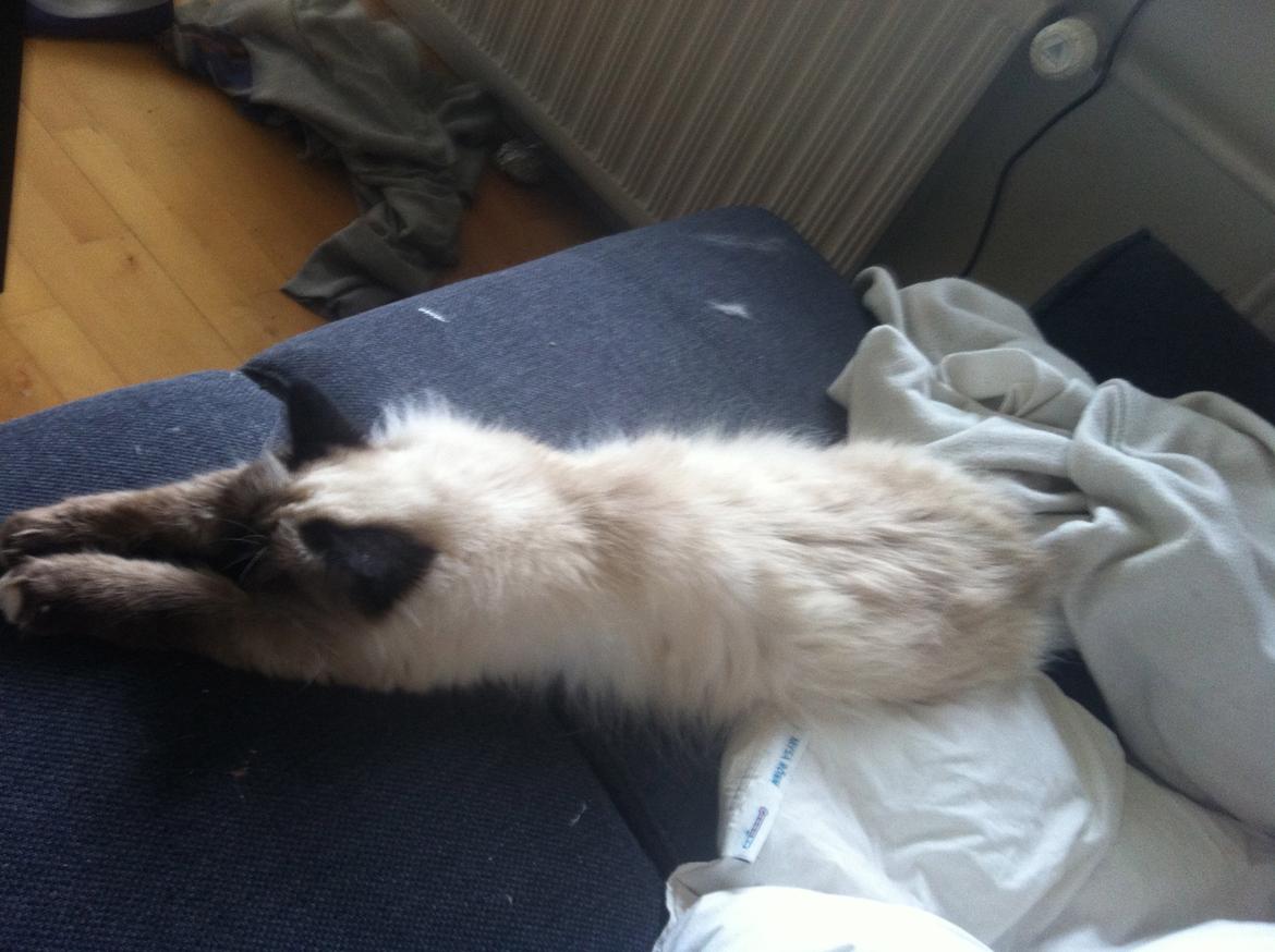 Hellig Birma Baby billede 10