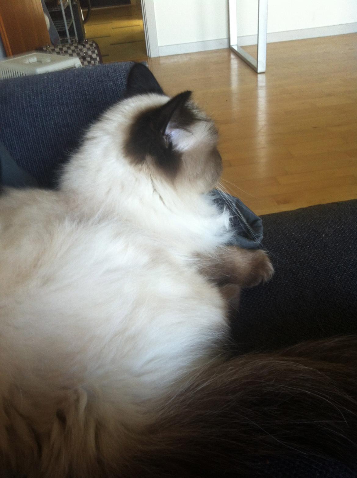 Hellig Birma Baby billede 11