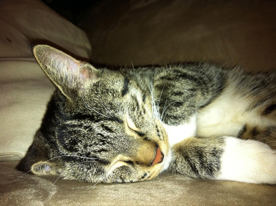 Blanding af racer Hefrik Trutter Brumberg Hafferlaf (Laffe) billede 1