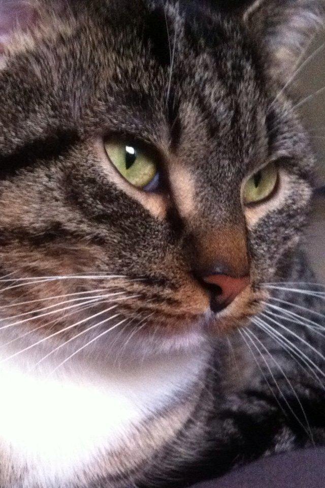 Blanding af racer Hefrik Trutter Brumberg Hafferlaf (Laffe) billede 2