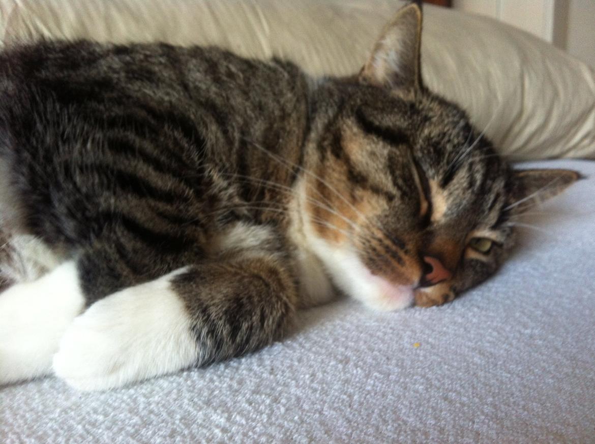 Blanding af racer Hefrik Trutter Brumberg Hafferlaf (Laffe) billede 3