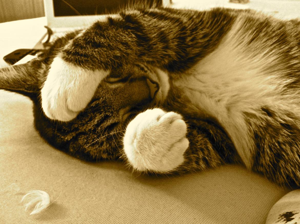 Blanding af racer Hefrik Trutter Brumberg Hafferlaf (Laffe) billede 4