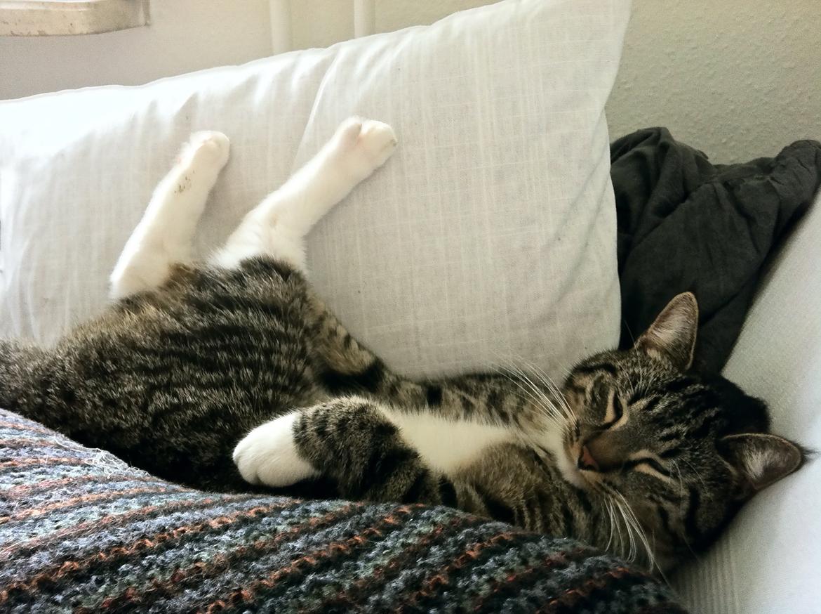 Blanding af racer Hefrik Trutter Brumberg Hafferlaf (Laffe) billede 5