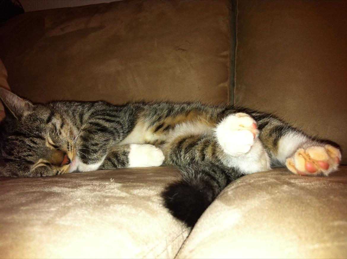 Blanding af racer Hefrik Trutter Brumberg Hafferlaf (Laffe) billede 6