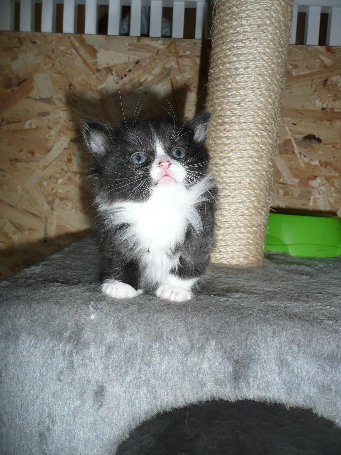 Blanding af racer Kylling billede 3