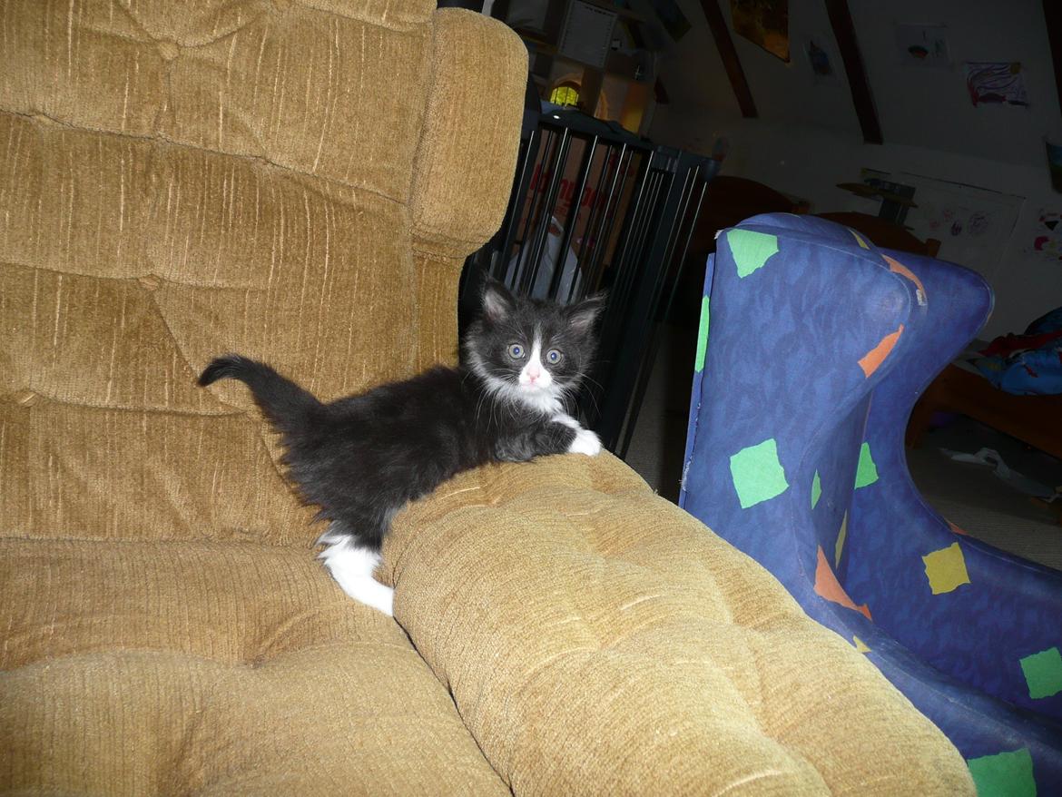 Blanding af racer Kylling billede 2