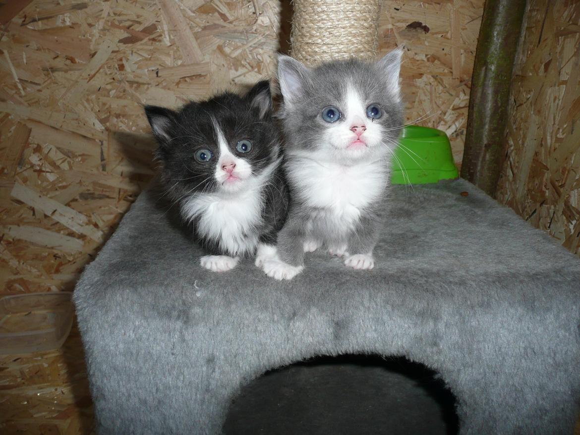 Blanding af racer Kylling billede 4