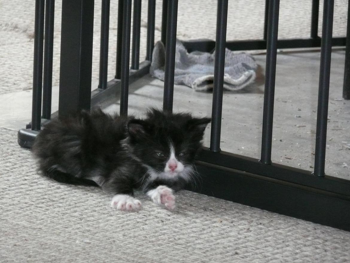 Blanding af racer Kylling billede 5