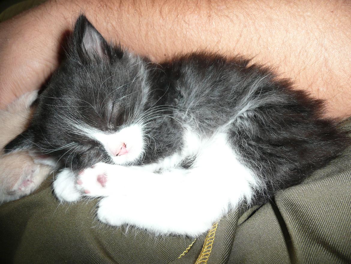 Blanding af racer Kylling billede 6