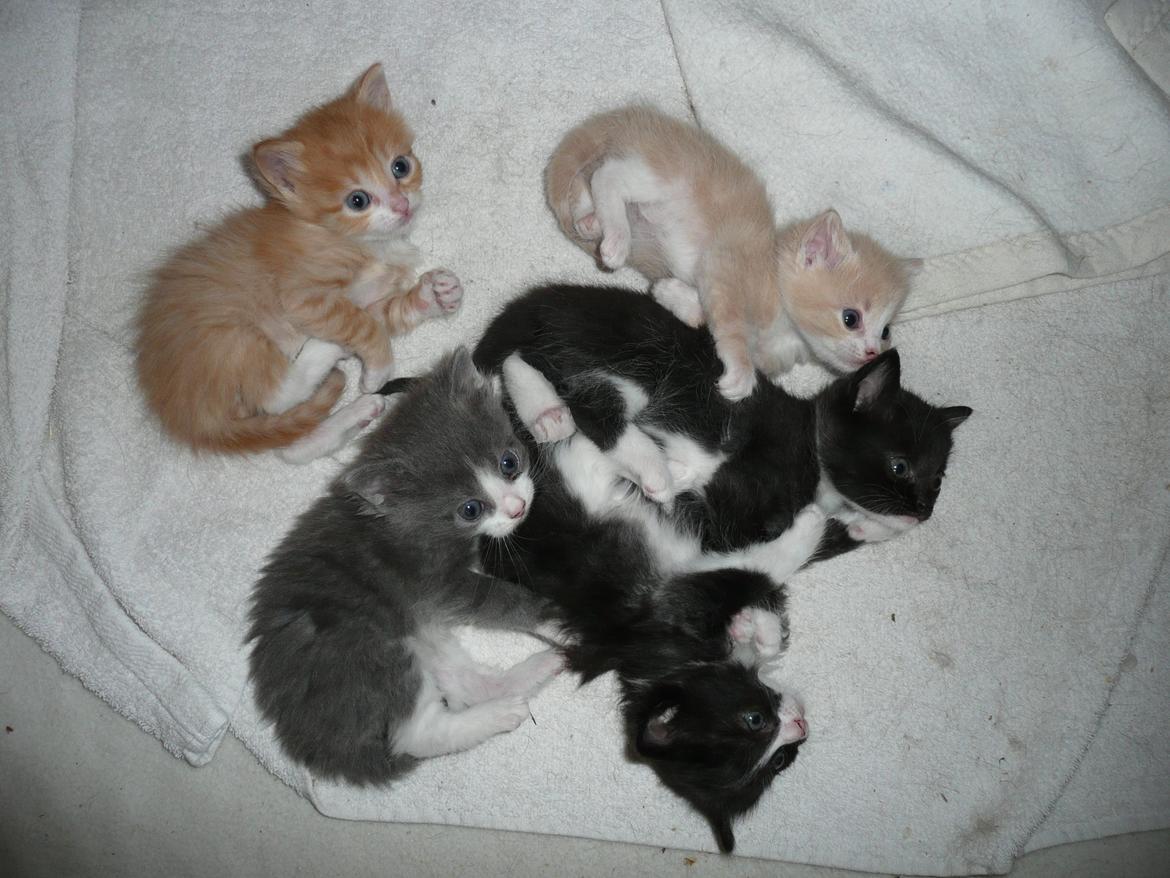 Blanding af racer Kylling billede 7