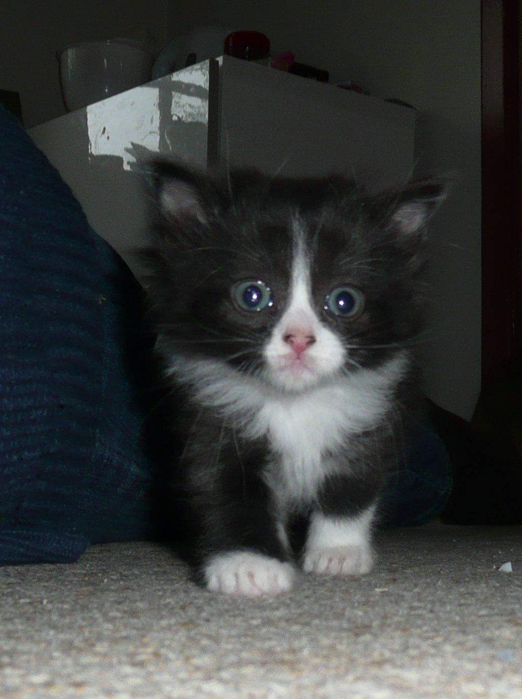 Blanding af racer Kylling billede 8