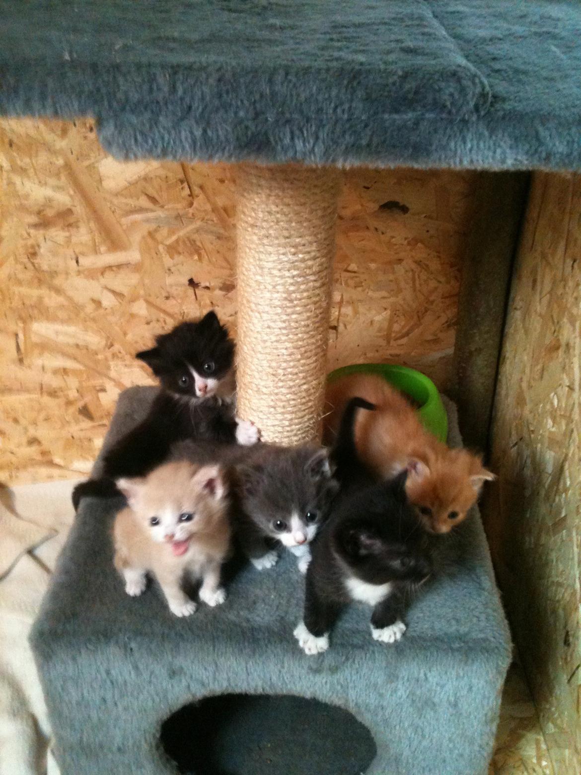 Blanding af racer Kylling billede 9