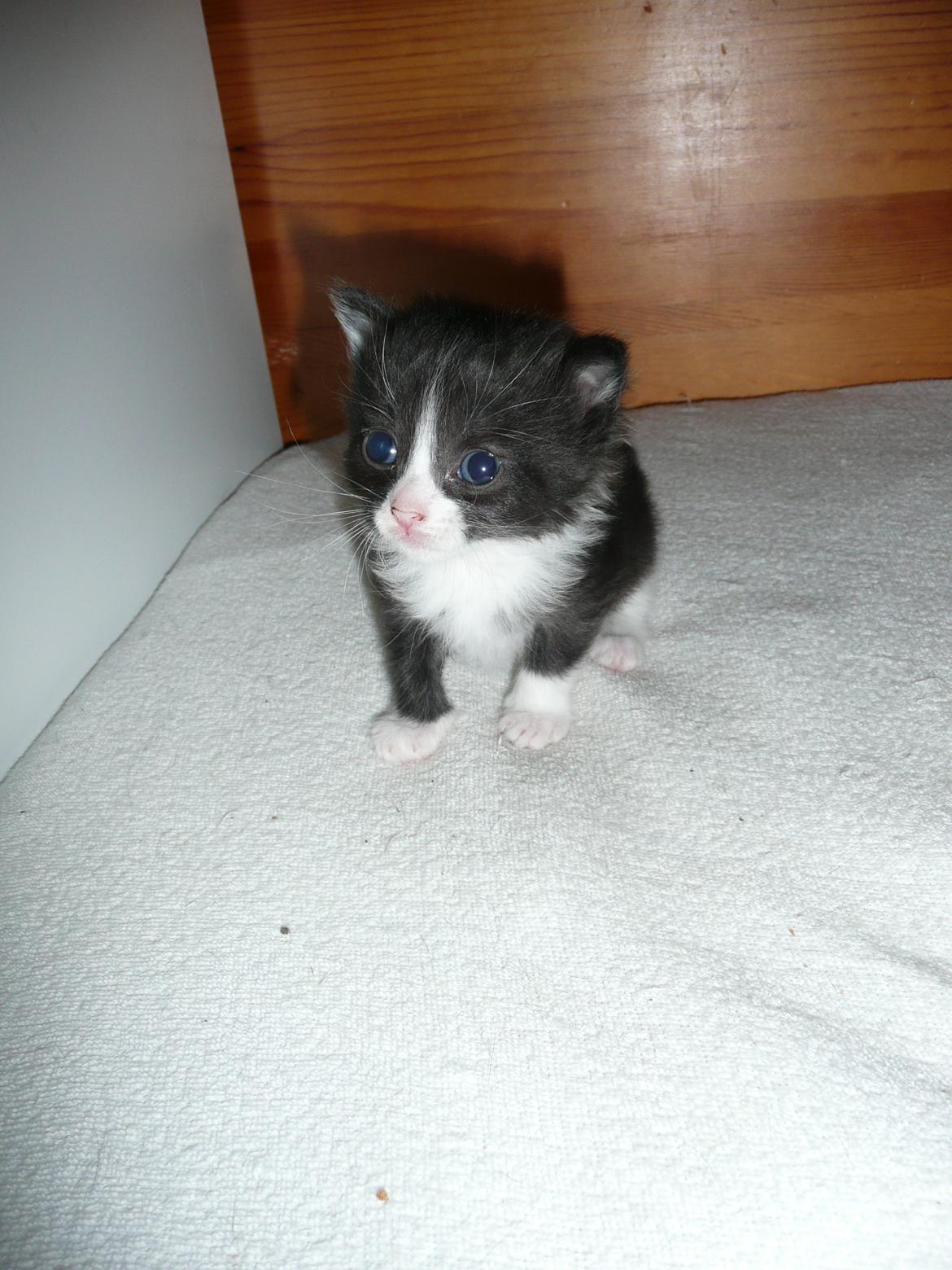 Blanding af racer Kylling billede 10