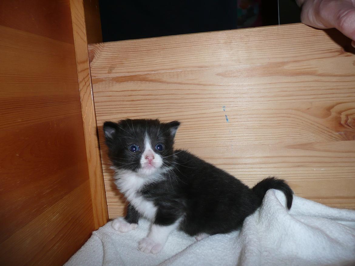 Blanding af racer Kylling billede 11