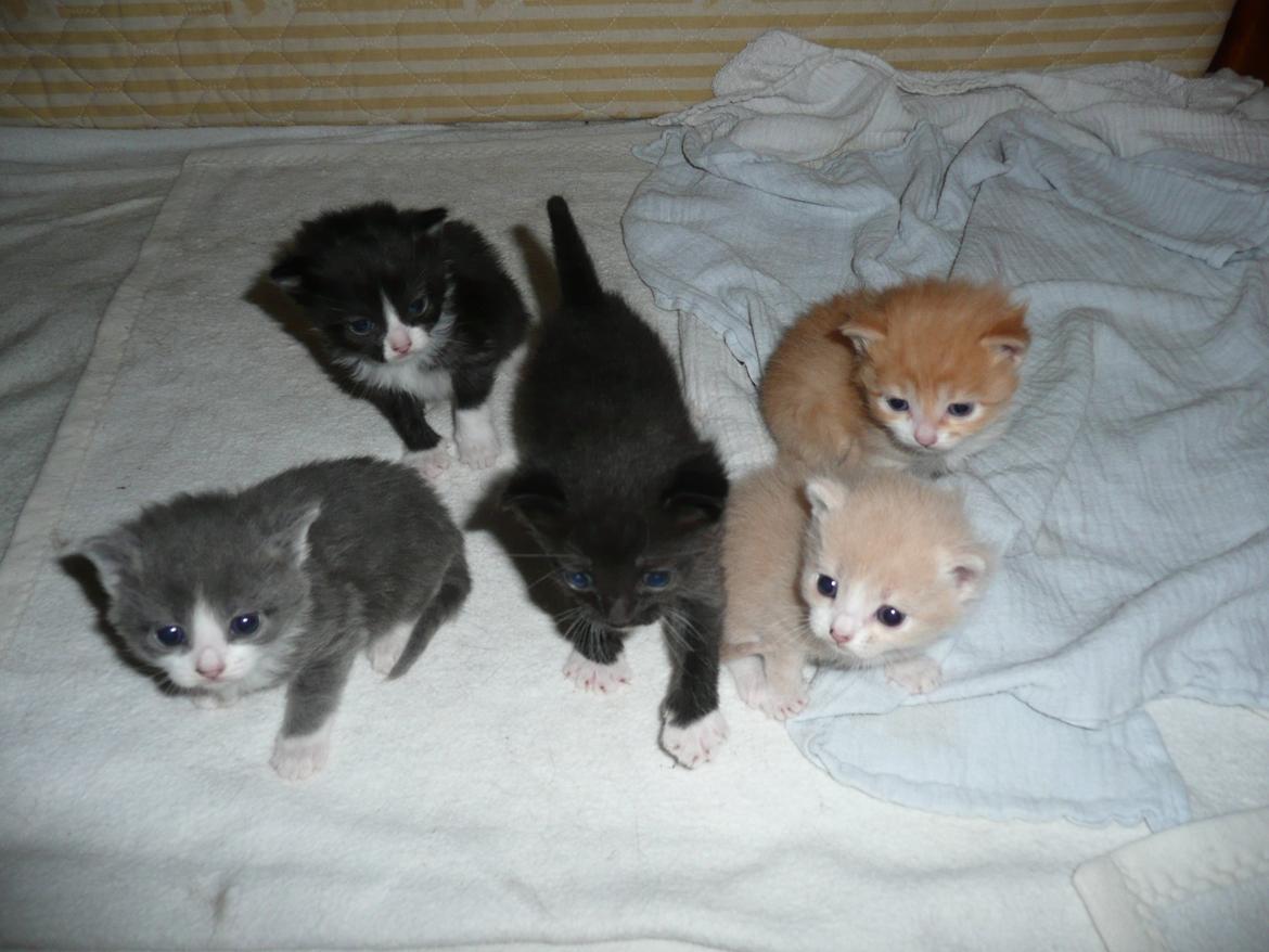 Blanding af racer Kylling billede 12