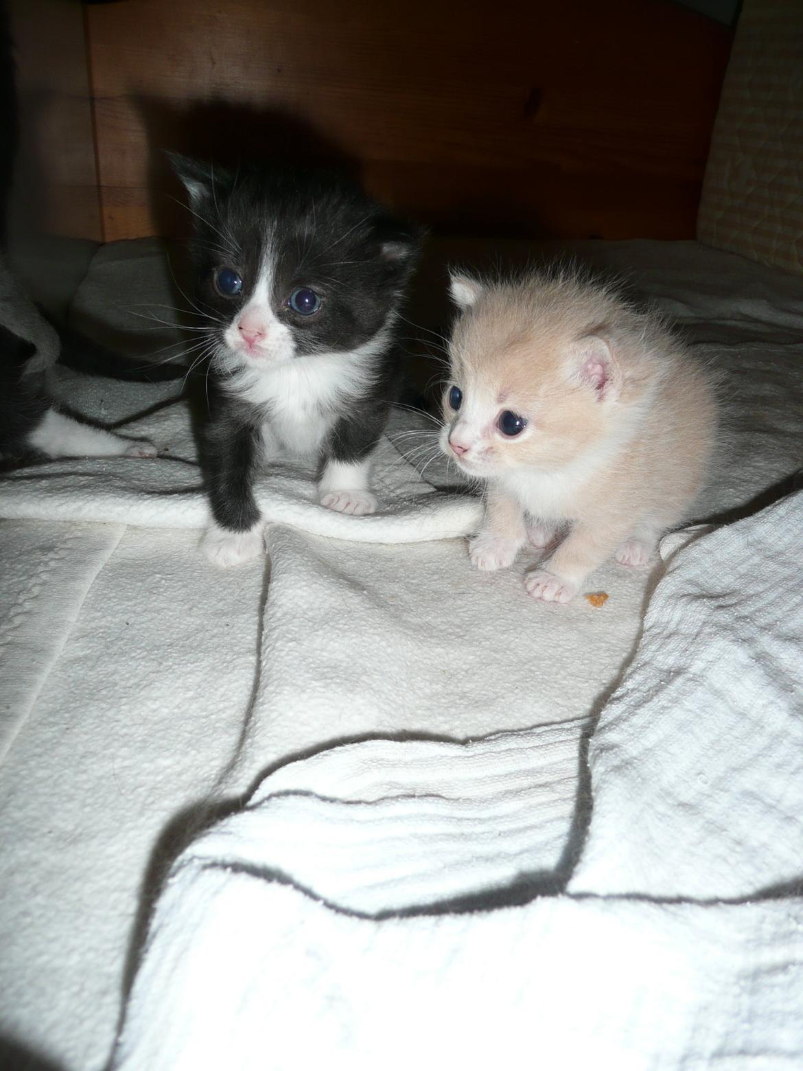 Blanding af racer Kylling billede 13