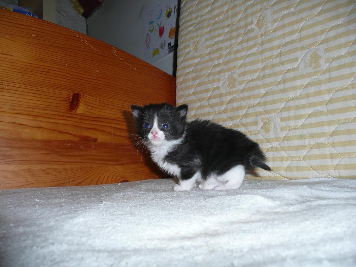 Blanding af racer Kylling billede 14