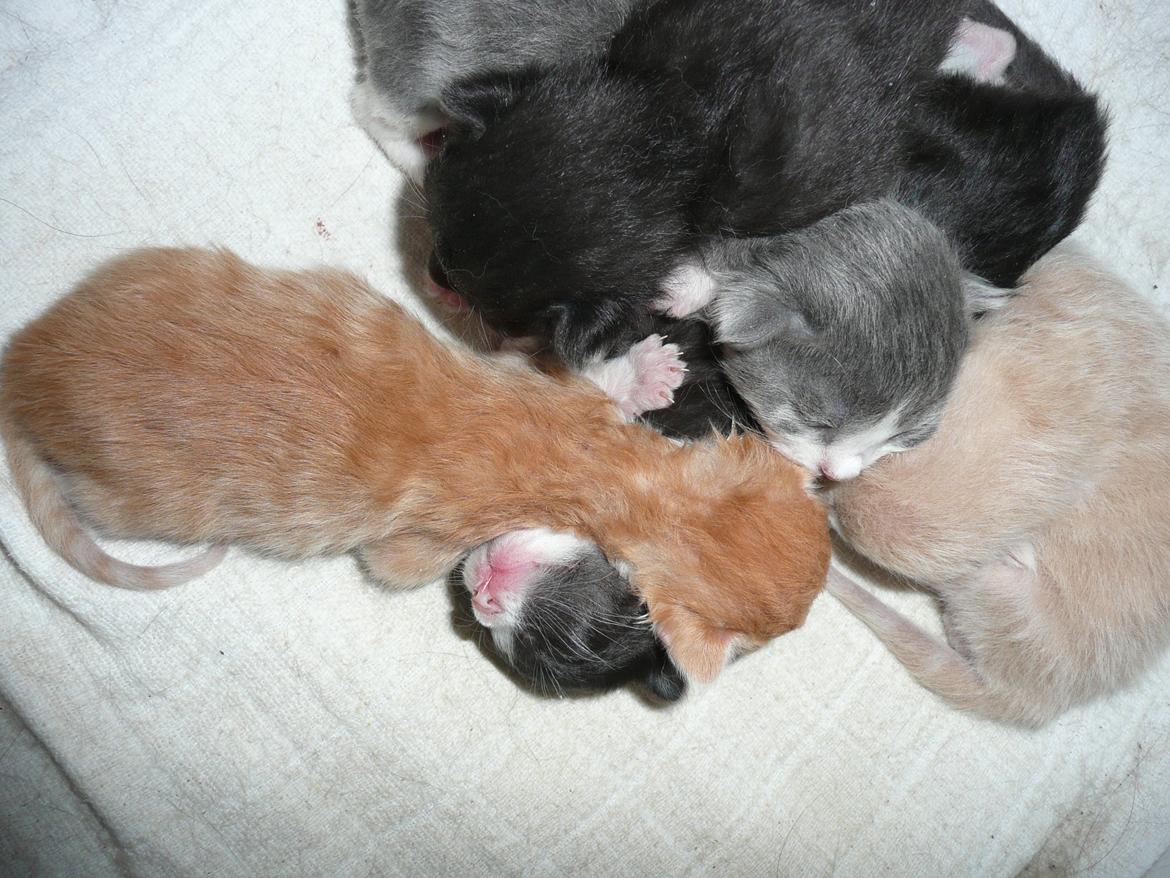 Blanding af racer Kylling billede 15