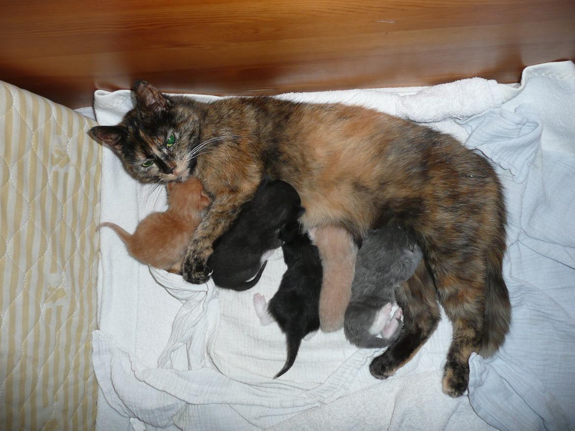 Blanding af racer Kylling billede 16