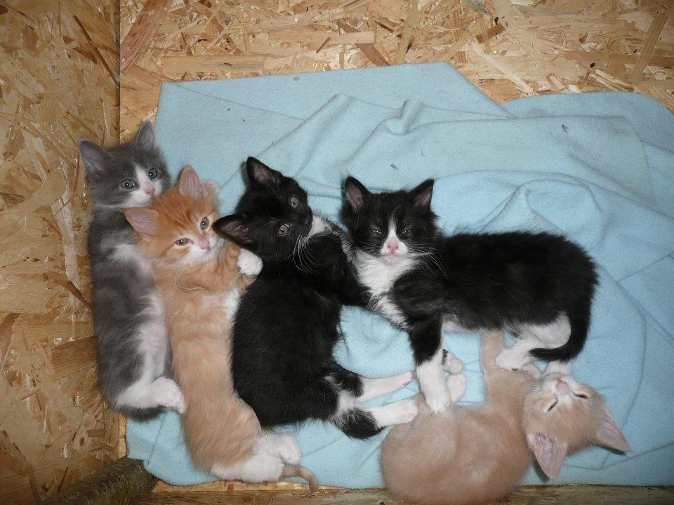 Blanding af racer Kylling billede 17