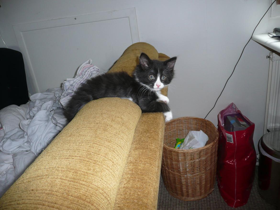 Blanding af racer Kylling billede 1