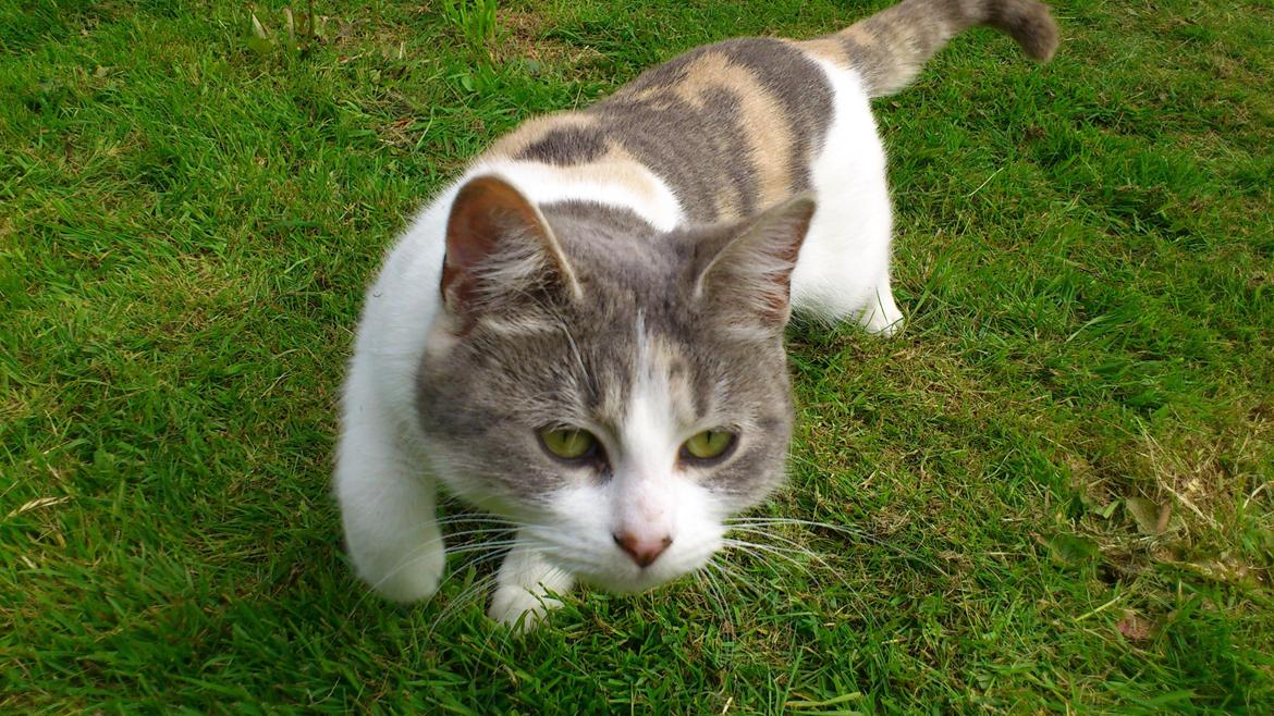 Huskat Marie billede 1