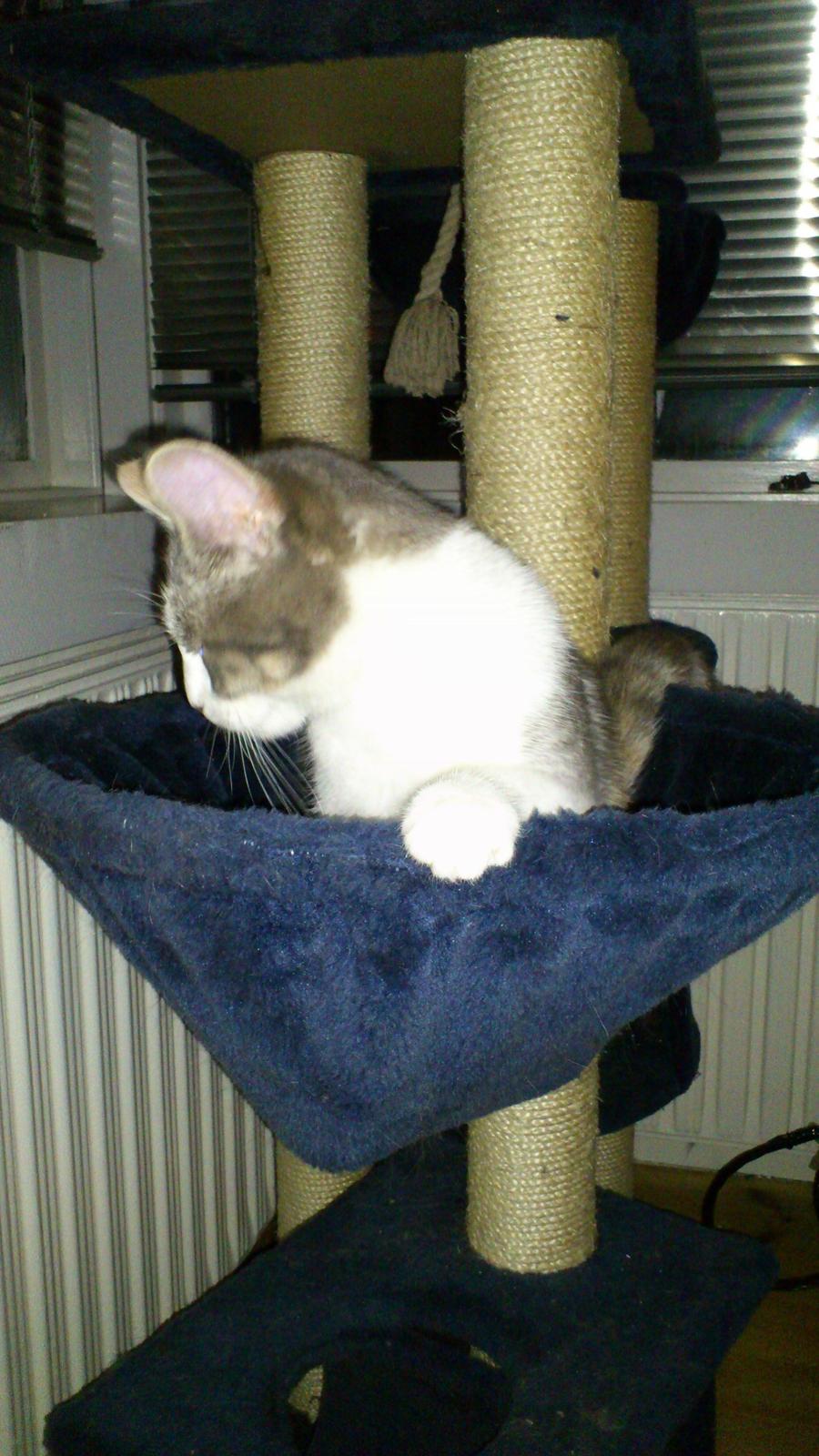 Huskat Marie billede 2