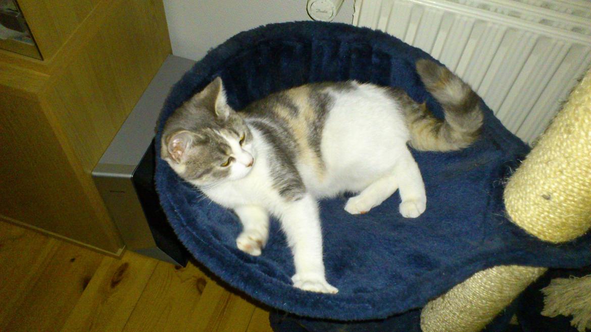 Huskat Marie billede 3