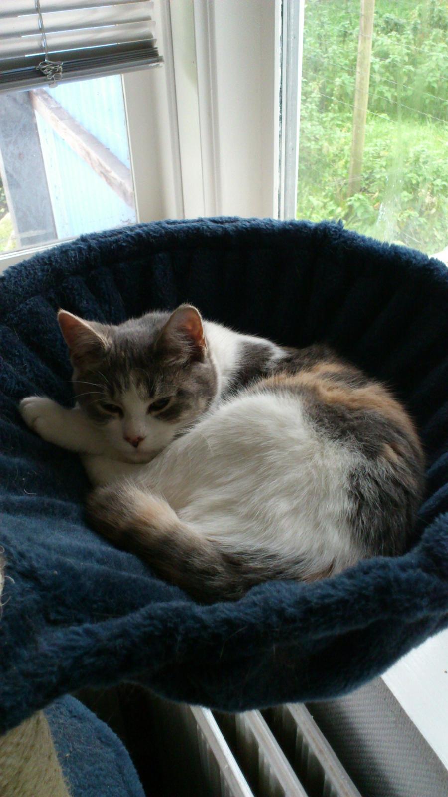 Huskat Marie billede 4