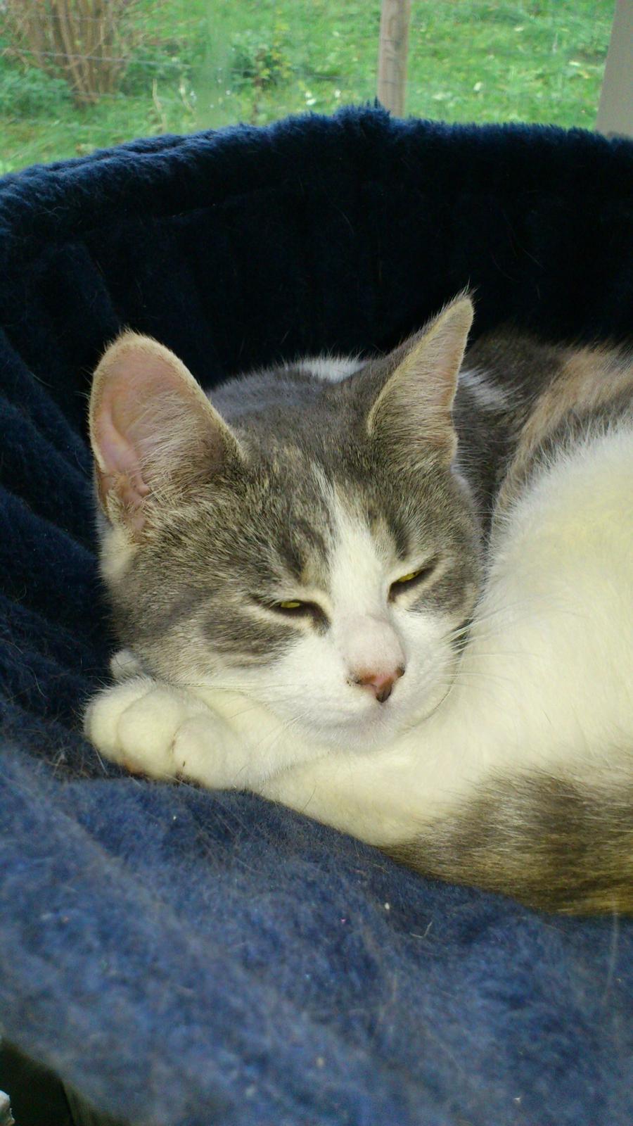 Huskat Marie billede 5