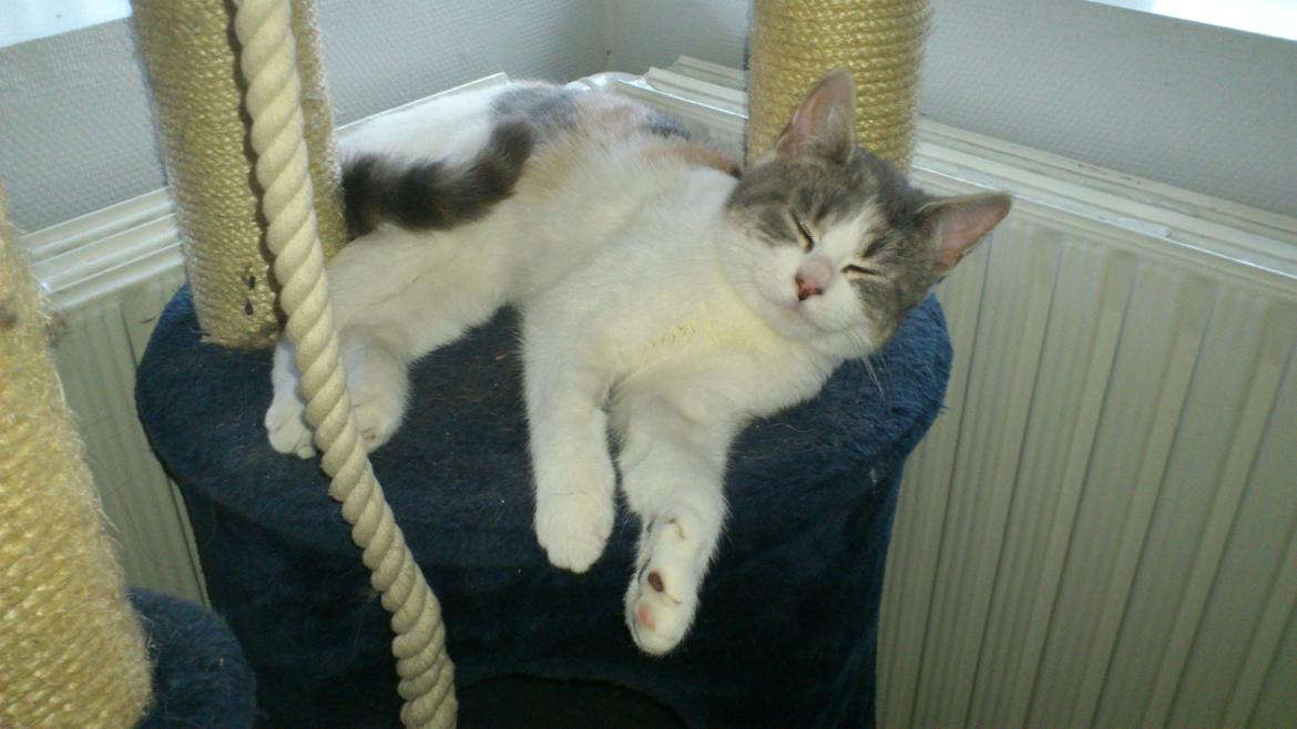 Huskat Marie billede 6