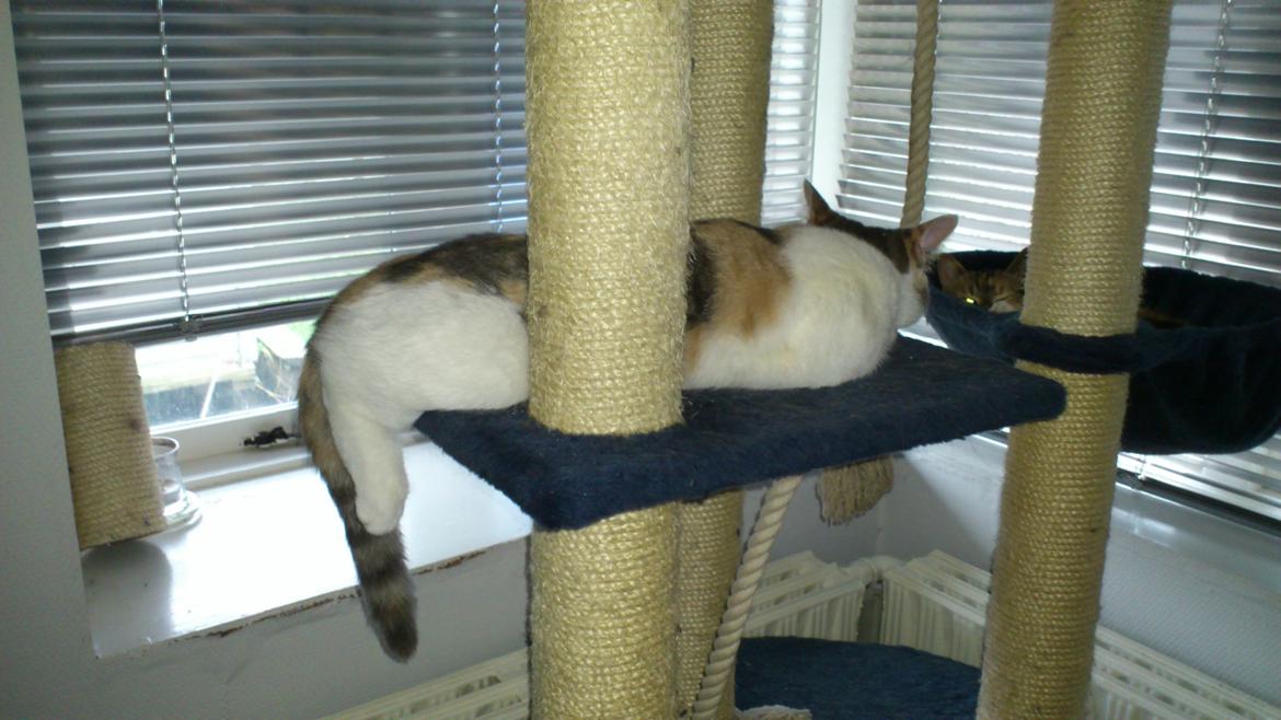 Huskat Marie billede 7