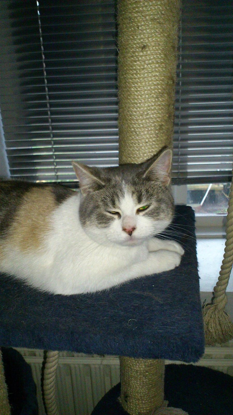 Huskat Marie billede 8