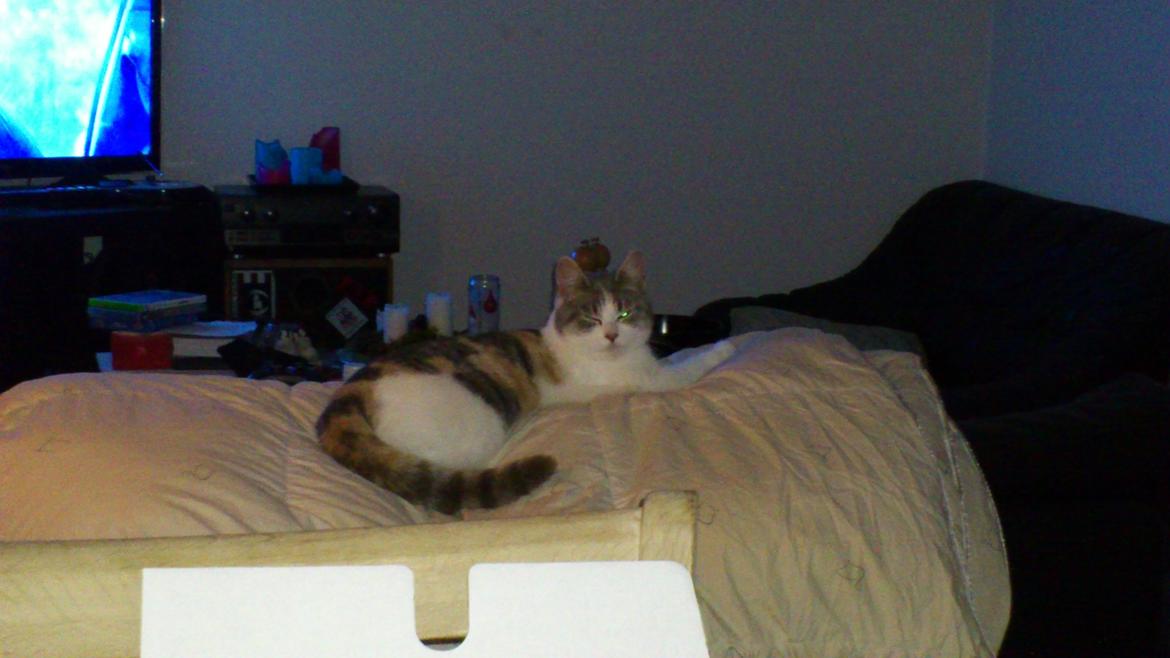 Huskat Marie billede 9