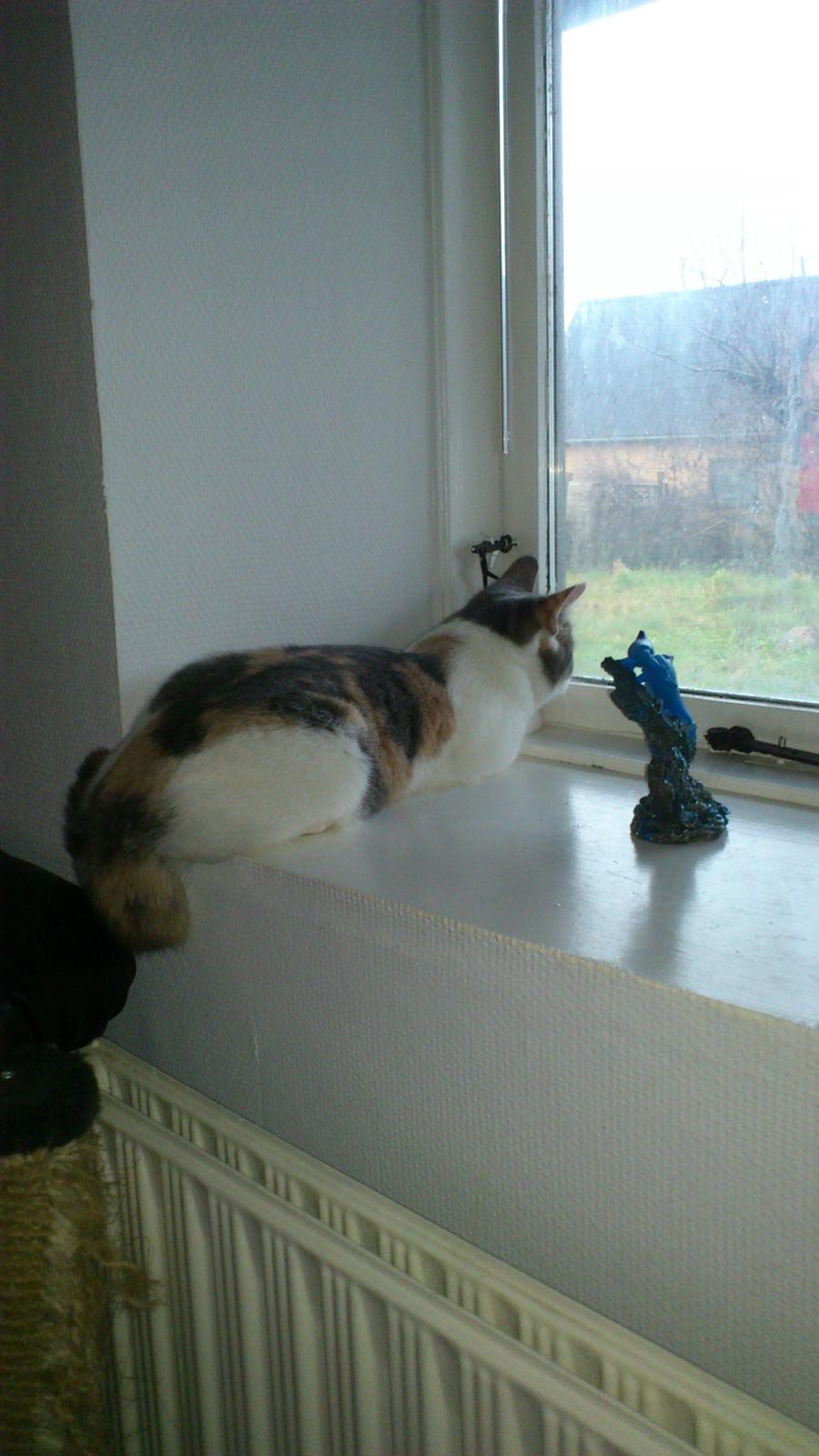 Huskat Marie billede 10