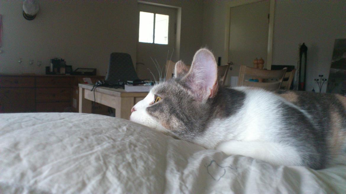 Huskat Marie billede 11