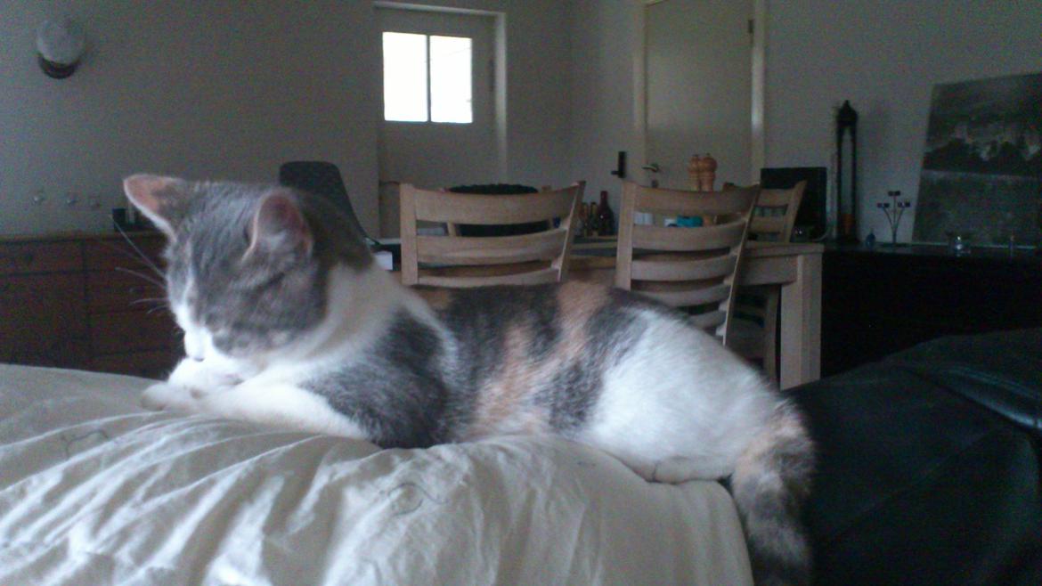 Huskat Marie billede 12