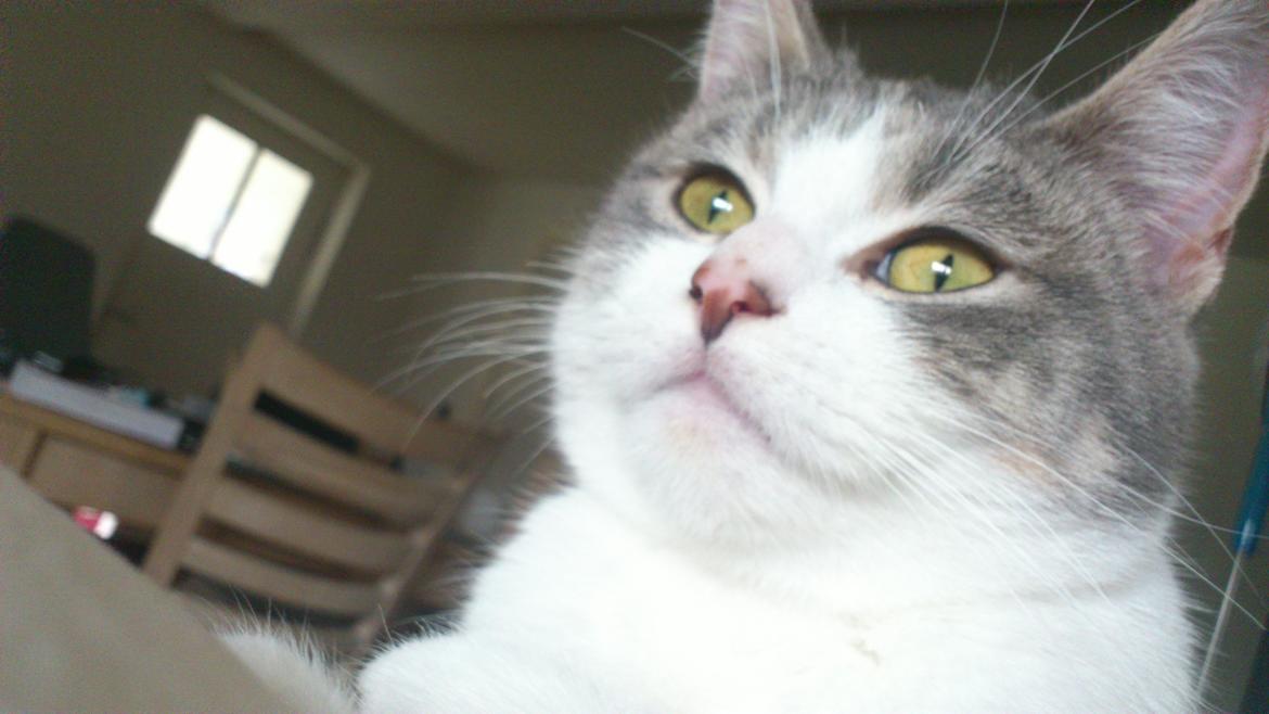 Huskat Marie billede 13