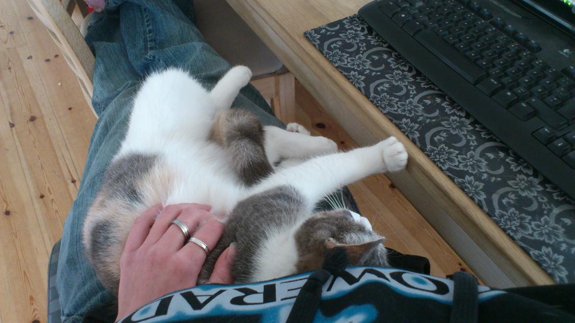 Huskat Marie billede 14