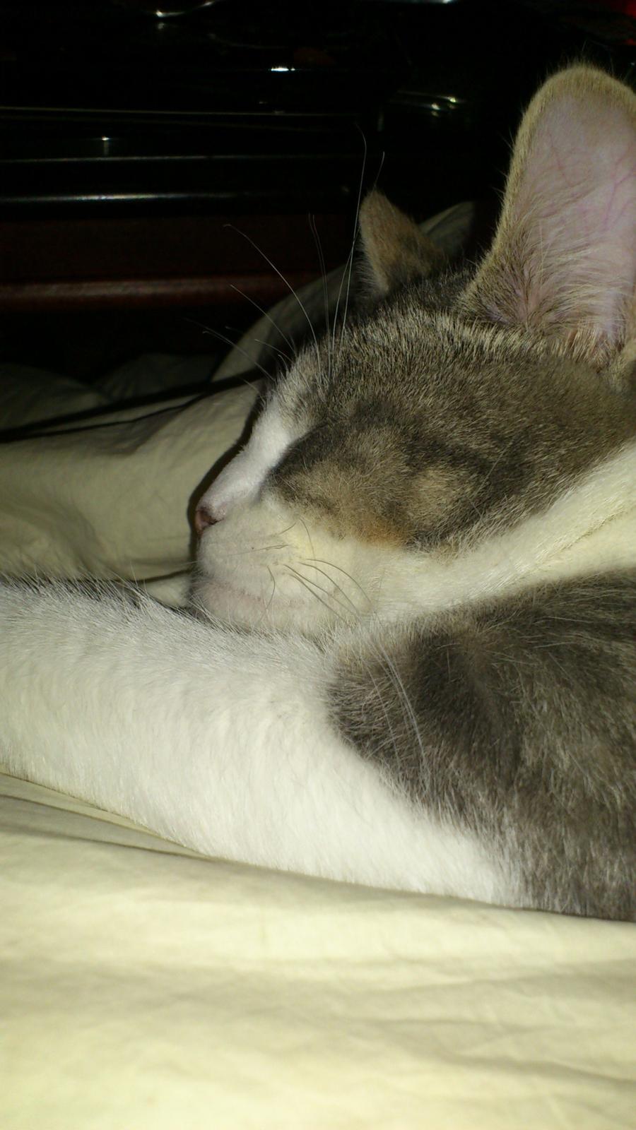 Huskat Marie billede 15