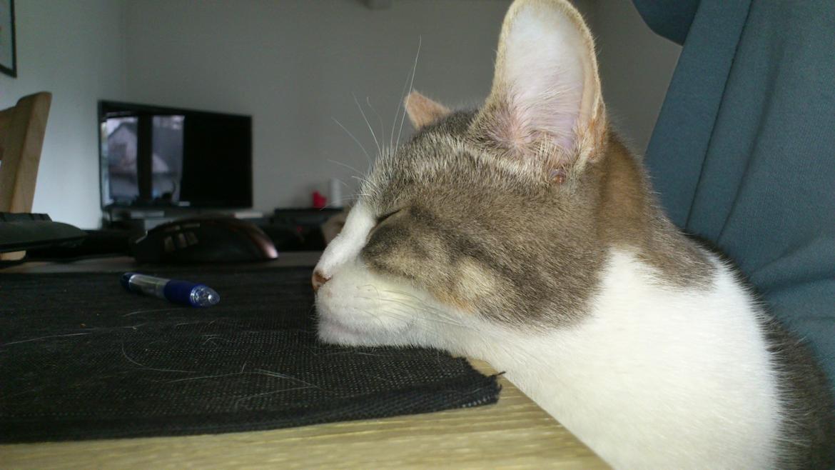 Huskat Marie billede 17