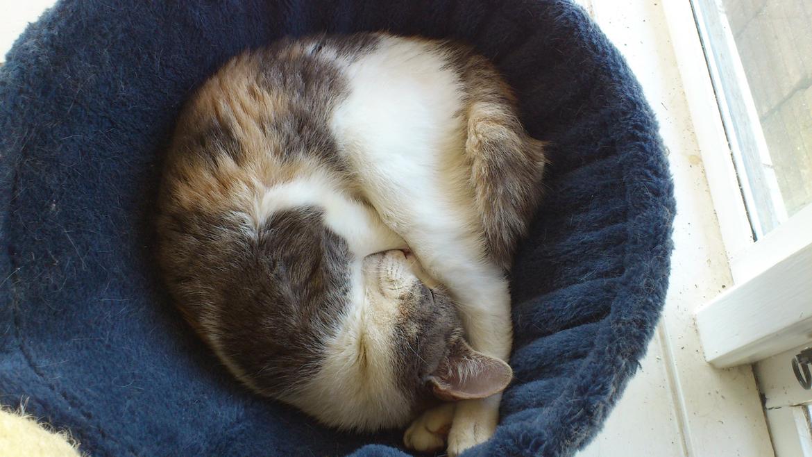 Huskat Marie billede 18