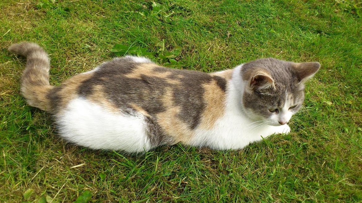 Huskat Marie billede 19