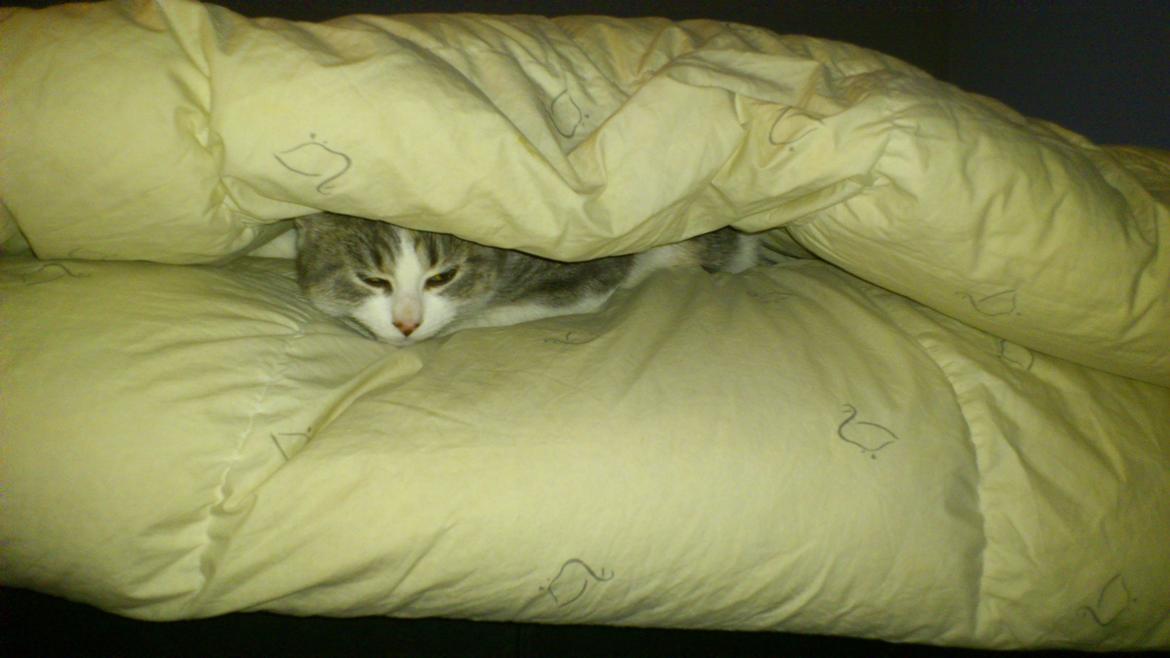 Huskat Marie billede 20