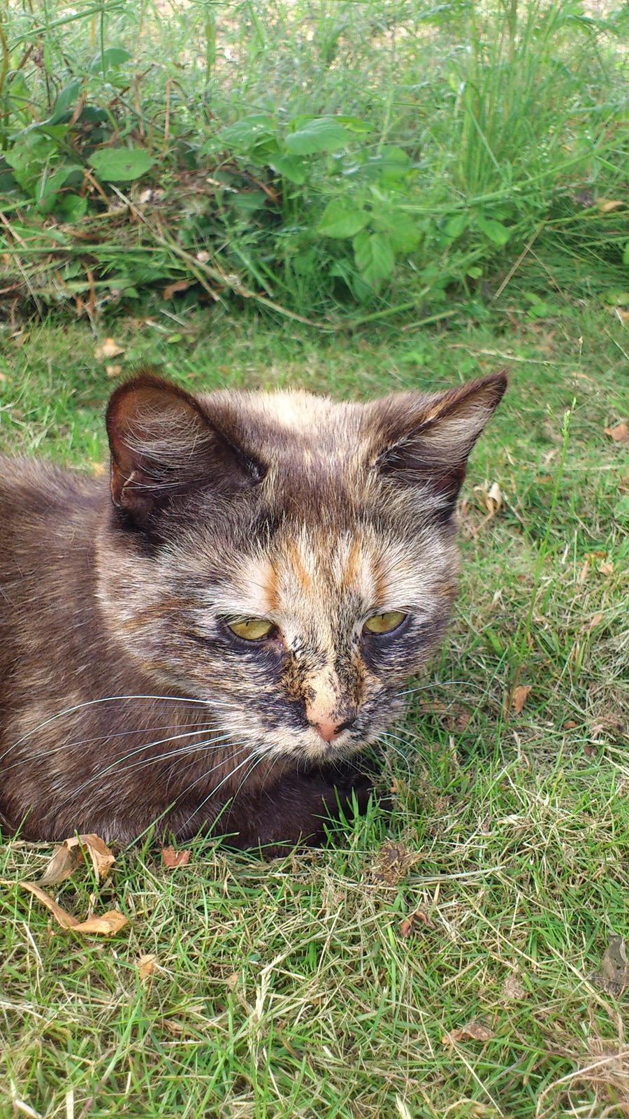 Huskat Aphrodite billede 1