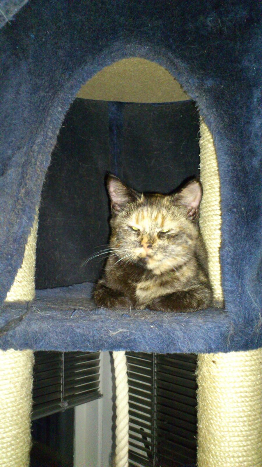 Huskat Aphrodite billede 2